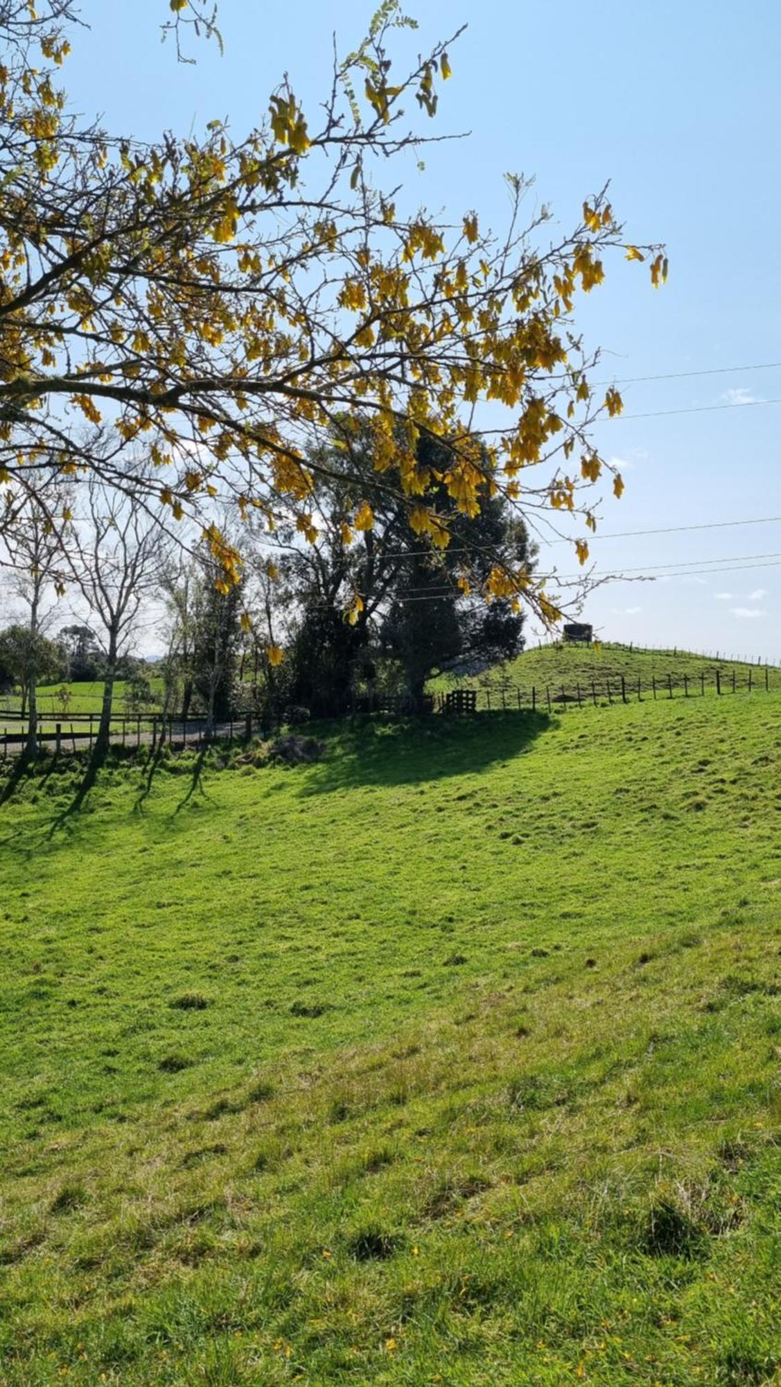 Kereru Cottage , Rural B&B, Tauranga Whakamarama Luaran gambar